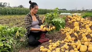 Country life.Another year passes quickly,and now it's time to dig up potatoes to eat all year round.