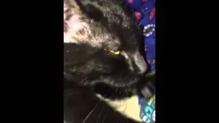Kneading Kitty