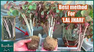 Best Method of Growing 'Lal Jhari' Euphorbia Cuttings Easily Urdu/Hindi | EP 53 BaghBani