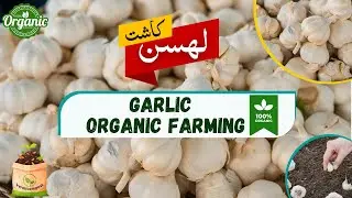 How to Grow 100% Organic Garlic Farming with Vermicompost | Golden Farmi Garlic