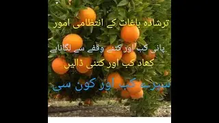 fertilizer plan for citrus|water management in citrus|citrus disease control|pruning citrus trees