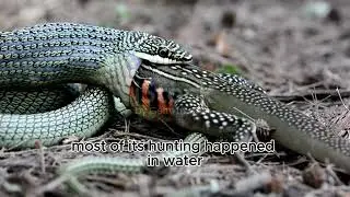How Titanoboa Dominated Prehistoric Predators?