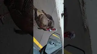 animals attacking cars, chasing us.  funniest animal videos.  wild turkeys. funny animal sounds.