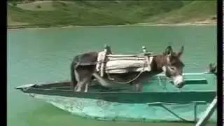 Gomari ne varke ( Donkey on the boat )