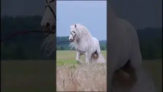 Amazing Horse The Most Beautiful In The World Funny Moments Of Horses & People Together # 17