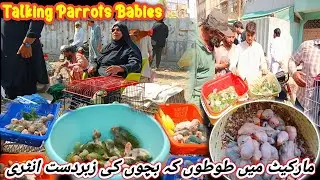 Lalukhet Exotic Birds Market 2026 Latest Update | lalukhet birds market 2026 latest Update@SYEDBIRDS