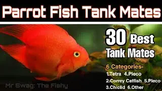 Parrot fish tank mates | top 30 tank mates | parrot fish k sath kon kon fish rakh sakte hai