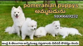 Pomeranian dogs for sale