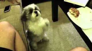 Skippy Begging A LOT for a Cookie!!