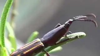 STRAIGHT-SNOUT WEEVIL - My garden !
