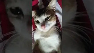 cats #music #phonkmusic #audio #edm #song #foryou #freefire #lifeisbutadream #musicgames #arafath