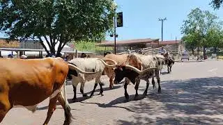 Fort Worth Stock Yard herd long horn walk 7/21/25 w My Thanh