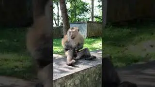 Jerking off monkey. Phuket.