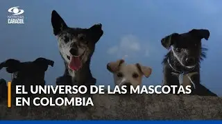 Productos y servicios para mascotas: un negocio en expansi&oacute;n en Am&eacute;rica Latina