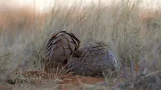 Pangolin Sand-bathing - listen to the sound of those scales!