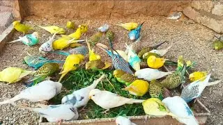 Cute Parakeet Budgies Eating Green Food & Red mix food | Australian Parrot Video 