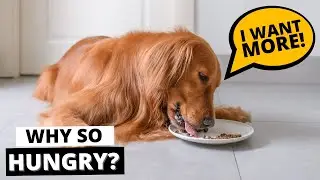 Why is your Golden Retriever always Hungry?