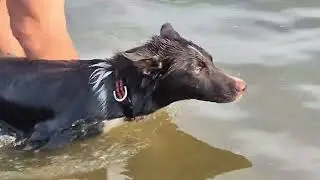 2025-06-14 Met alle honden naar het water. 1e x voor Sonic. 