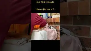 2주짜리 메츄리 너무 귀엽죠? How Cute 2 Weeks Baby Quails Are