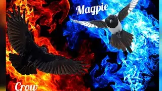 Black-billed magpie Pica pica L:22