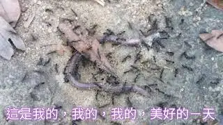 航拍4K 小馬坑石澗 康佁花園(Beautiful Sunday )