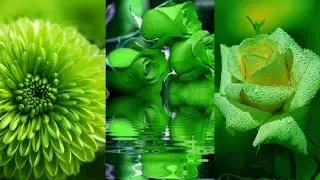 Green🍀 flowers wallpaper ☘️🍀|#Green flowers dp for whatsapp
