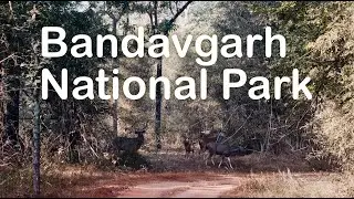 Bandhavgarh National Park Safari 🐅 | Tala & Khitauli Zones | India&rsquo;s Most Beautiful Forest