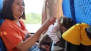 Monkey Baby Nui   The happy trip of the Nui family flipped