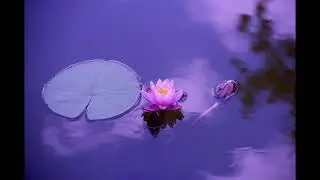 relaxing music🎶☀️ meditation calm 🧘‍♂️