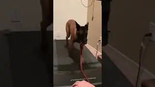 Phoenix dog training &ldquo;k9katelynn.com&rdquo; teaches Sadie (Belgian malinois) how to on the treadmill!