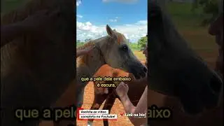 Cavalo BRANCO nasce MARROM