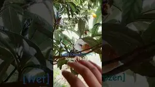 Grow a garden (Irl) 😛|| #growagarden #roblox #irl #loquat (it&rsquo;s a loquat tree)