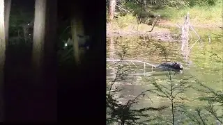 Ontario Hunting Season Prep, Close Call with Moose Herd & Bear!