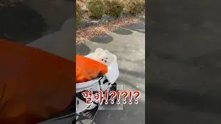 펫페어에서도 인기없눈 강쥐🥲댕모차에 가드까지 도합 5나억원 쓰고왓다일단 엄마 만족도 오만퍼😌#피카고 #피카고유모차 #헤리스펫 #pomeranian #강아지