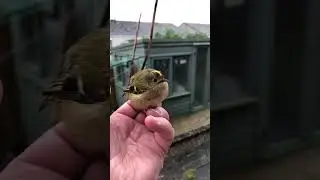 firecrest