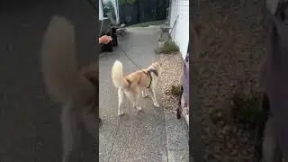 Scent Detection - May 8/19