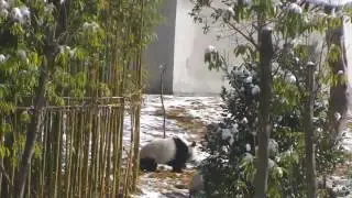 It's feeding time for the Giant Panda Babies at the Gengda Wolong Panda Center