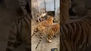 Lion VS Tiger Tik Tok lover short video_#shorts _#tiger #trending #lion_#animal #tigersong #viral