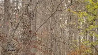 REALTREE EDGE &mdash; самый ЭФФЕКТИВНЫЙ КАМУФЛЯЖНЫЙ РИСУНОК!