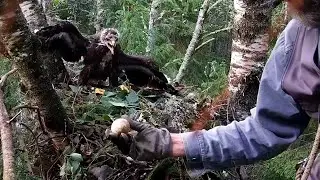 Suur konnakotkas~ Estonian ornithologist Urmas is ringing the Eaglet😊😎~ 7:54 pm 2023/07/17