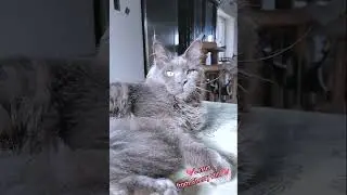 💖Lexus from Cherry Hill Окрас blue 09/голубой с медальеном Родился 25.03.22