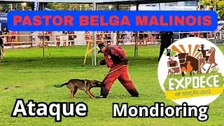 Pastor Belga Malinois em A&ccedil;&atilde;o &ndash; Mondioring EXPOECE 2025 (Demonstra&ccedil;&atilde;o de Defesa e Obedi&ecirc;ncia)