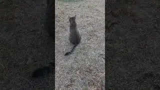 Let's go for a walk #cat