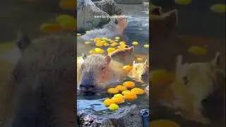 Capybaras&nbsp; Relax In Japan  taking a bath between yuzu.   #capybara #hotspring #yuzu #japantravel
