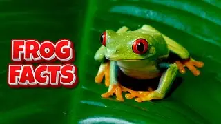Факты о лягушках для детей 🐸 | Удивительные факты об амфибиях, которые вы не знали