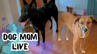 Dog Mom Catch-Up | The Dogs Fought &mdash; How We&rsquo;re Healing