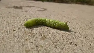 Tobacco Hornworm (Manduca sexta) on my patio