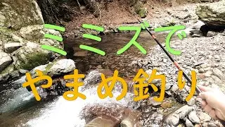 秋の小渓流　ミミズでやまめ釣り　【渓流餌釣り】2022