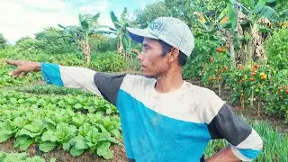 LAHAN PAK EKO PENUH TANAMAN PANGAN! PETANI RANTAU SEMANGAT GARAP LAHAN TRANSMIGRASI KALIMANTAN