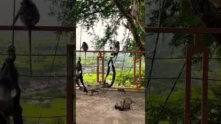 monkey sleep on hammock #monkey #shorts #monkeyfeeding